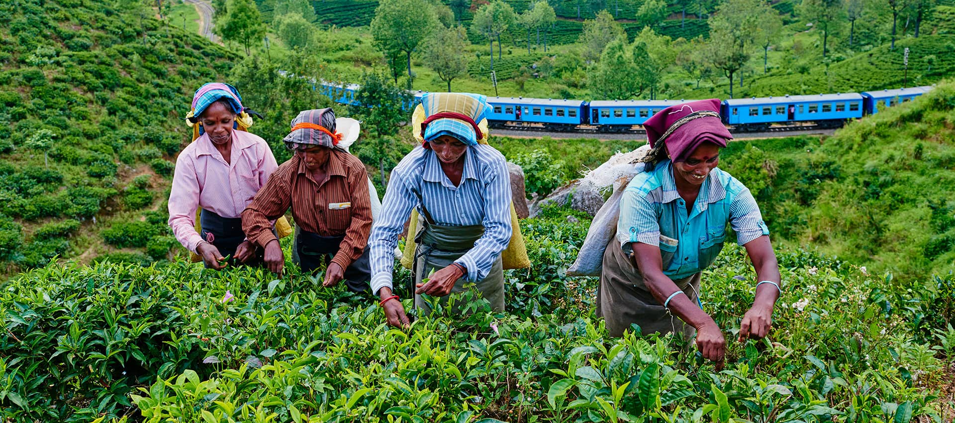 Tour a Sri Lankan tea estate